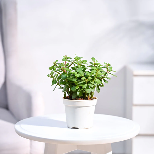 Bhai Rakhi Combo with Jade Plant